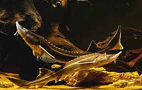 Обзор завода