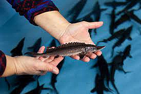 Выращивание осетра