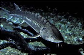 Ленский осётр 