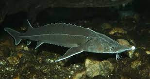 Ленский осётр 