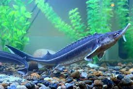 Ленский осётр 