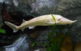 Стерлядь-альбинос