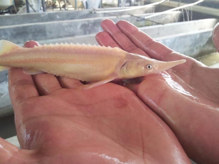 Стерлядь-альбинос